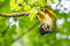 Salades ook tijdens drukte vers bereiden 